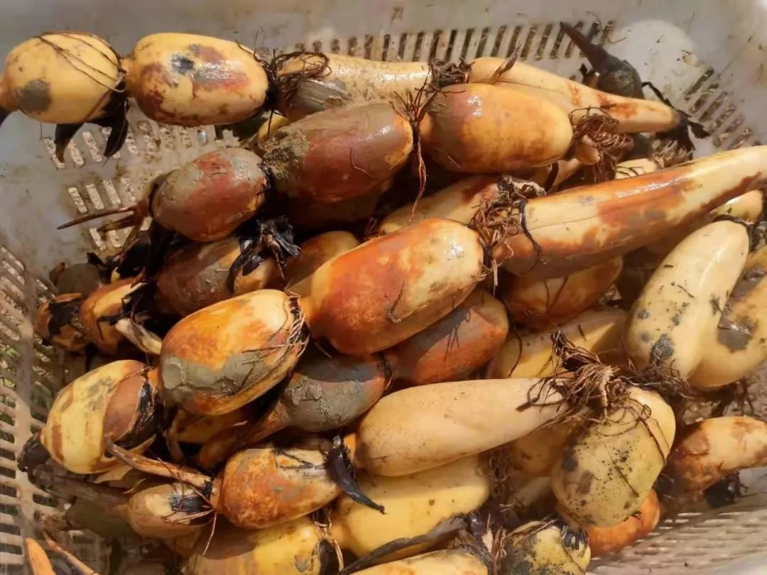 正宗西胪半咸水莲藕