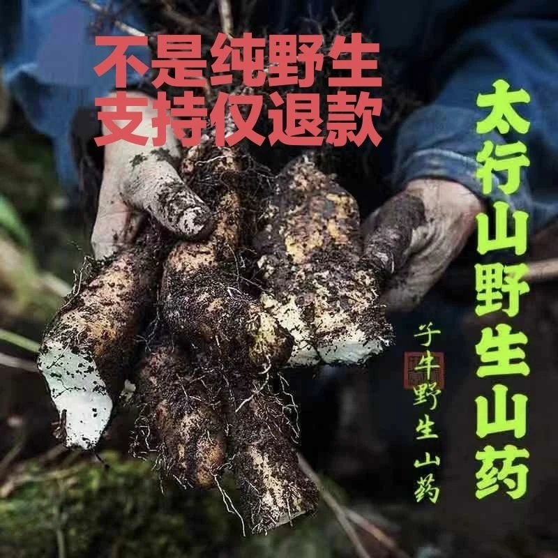 （中果五斤)河南焦作纯野生怀山药，！炖汤炖肉煲粥火锅