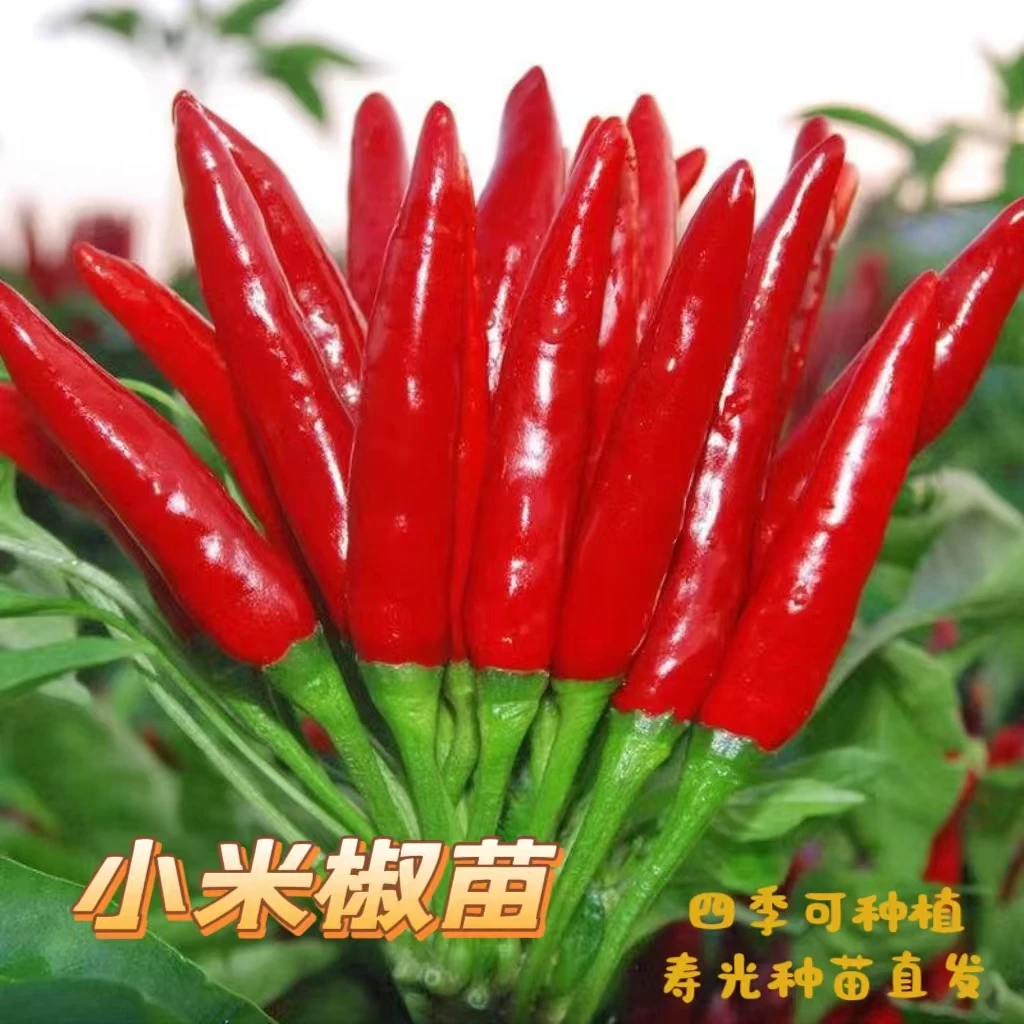 寿光红小米辣秧苗带土球朝天椒苗四季种植