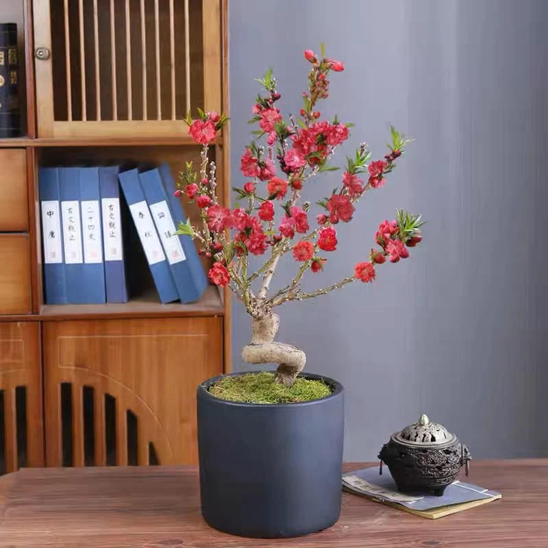 桃花树活苗红色重瓣老桩盆栽带花苞真花室内观赏盆景转运树寿星桃