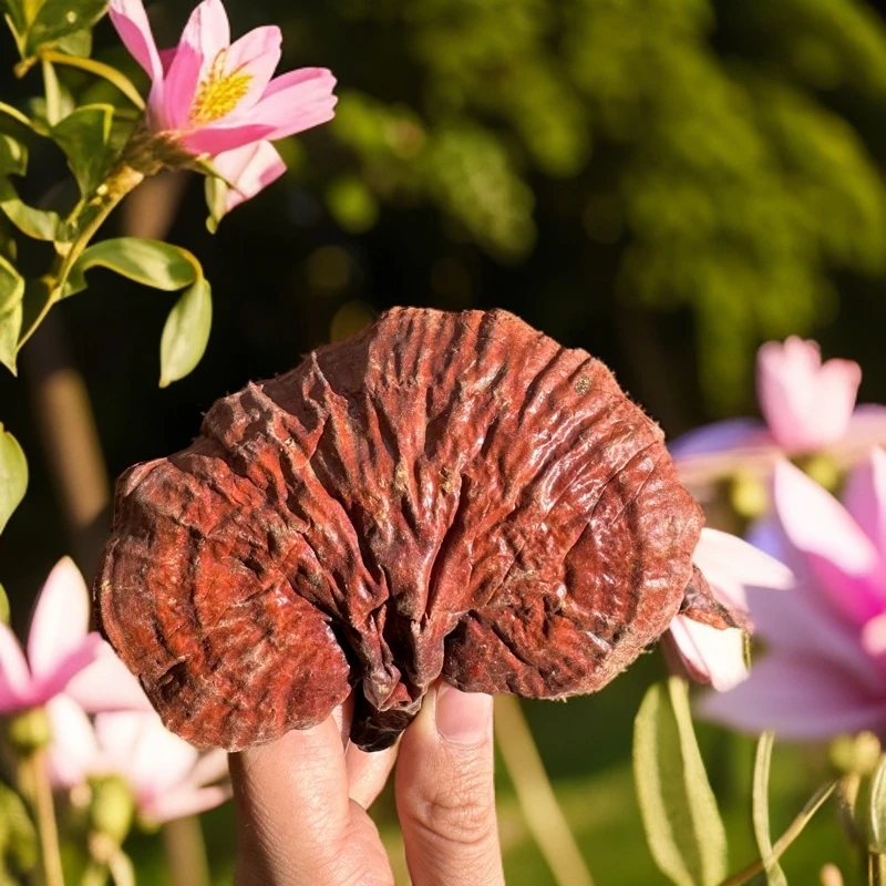西藏灵芝林芝正品金边白肉白心赤灵芝干货整朵赤灵芝整枝天煲汤