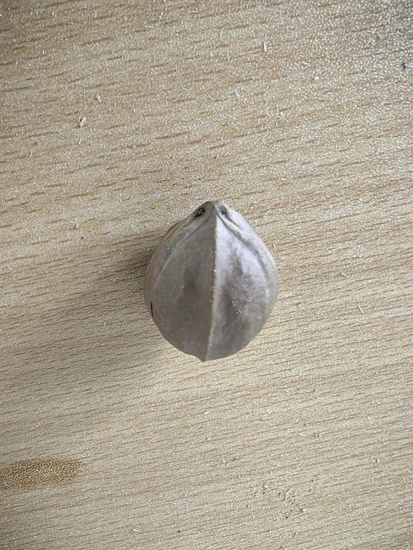 带皮铁核原料 阿福核雕