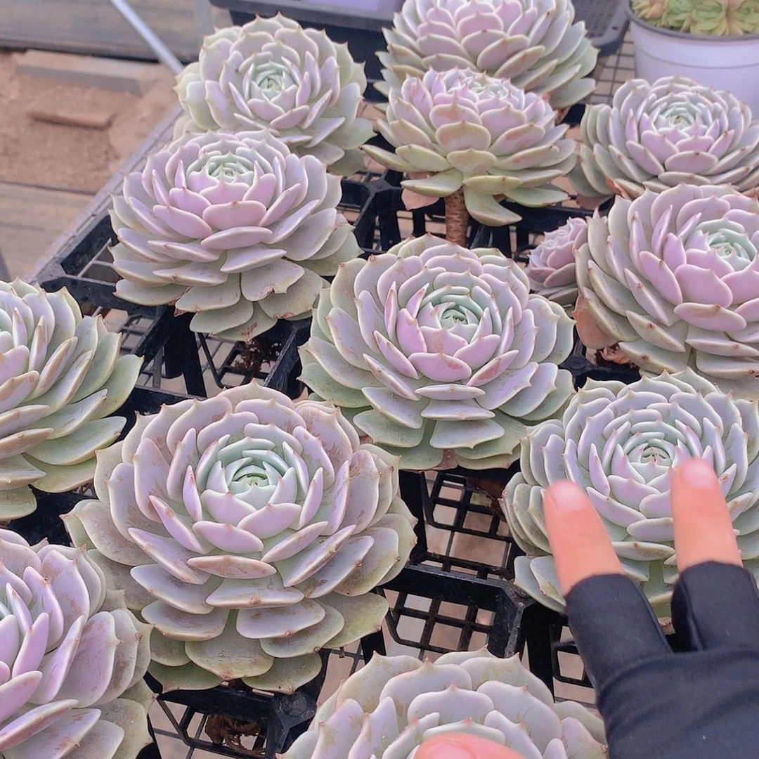 露娜莲3456789900000