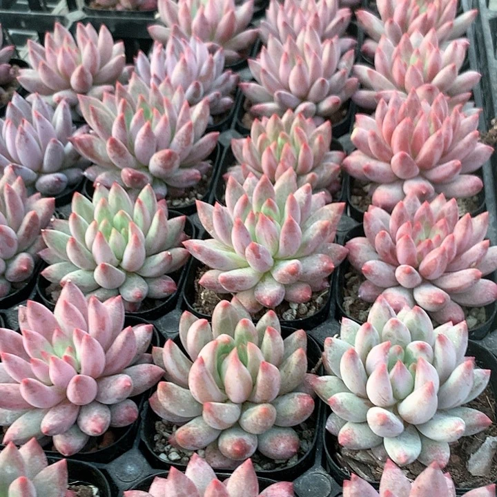 虞美人345677889999