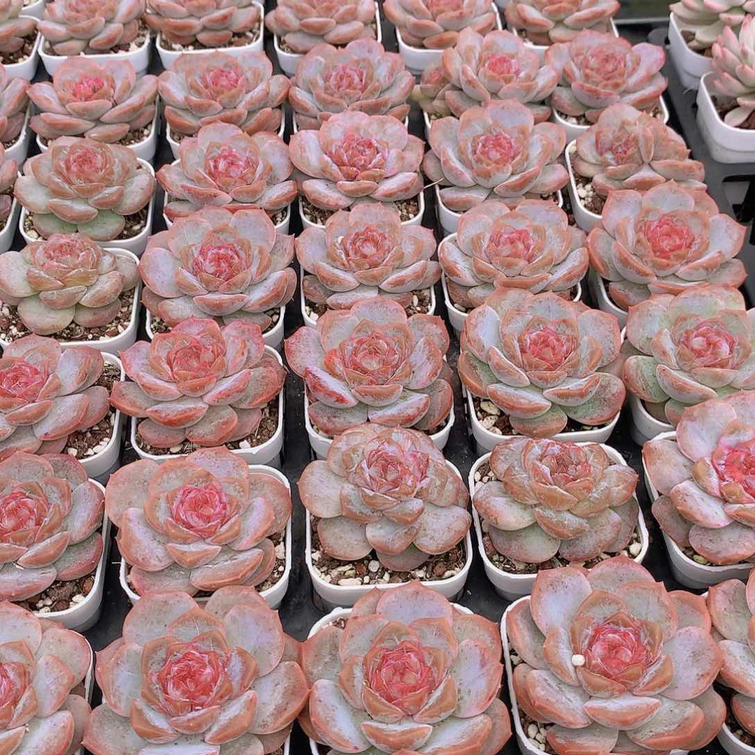 荔枝粉24556789999099