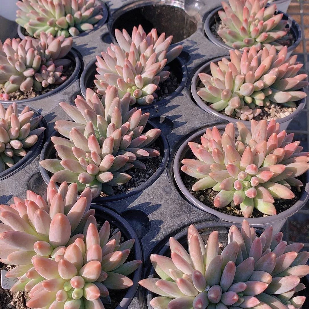 乌拉克拉23566788899000