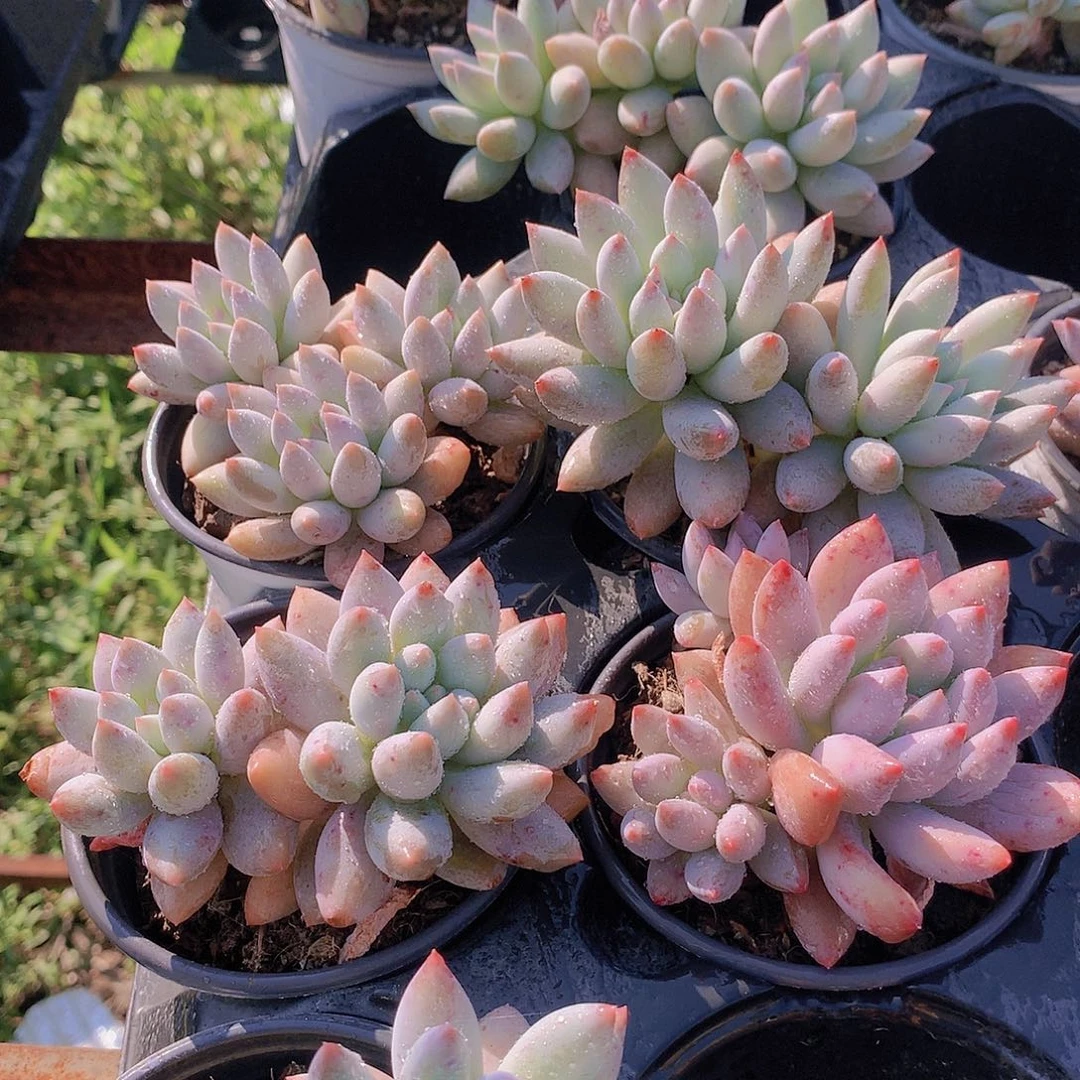 双头所罗门244677889999