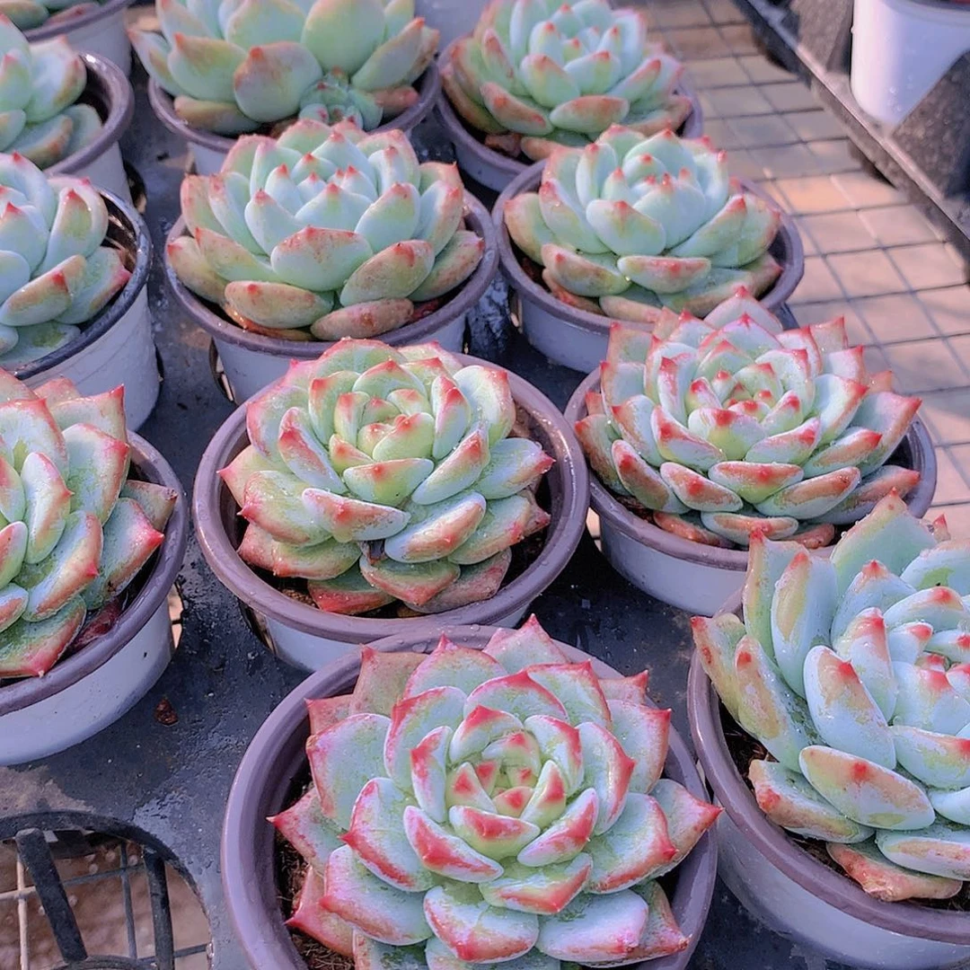 白拉糖3345677788999