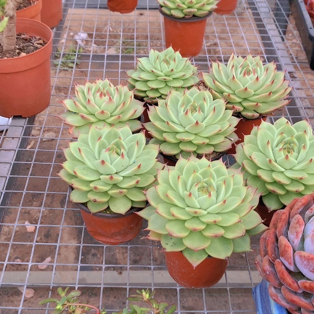 托斯卡内力245678888