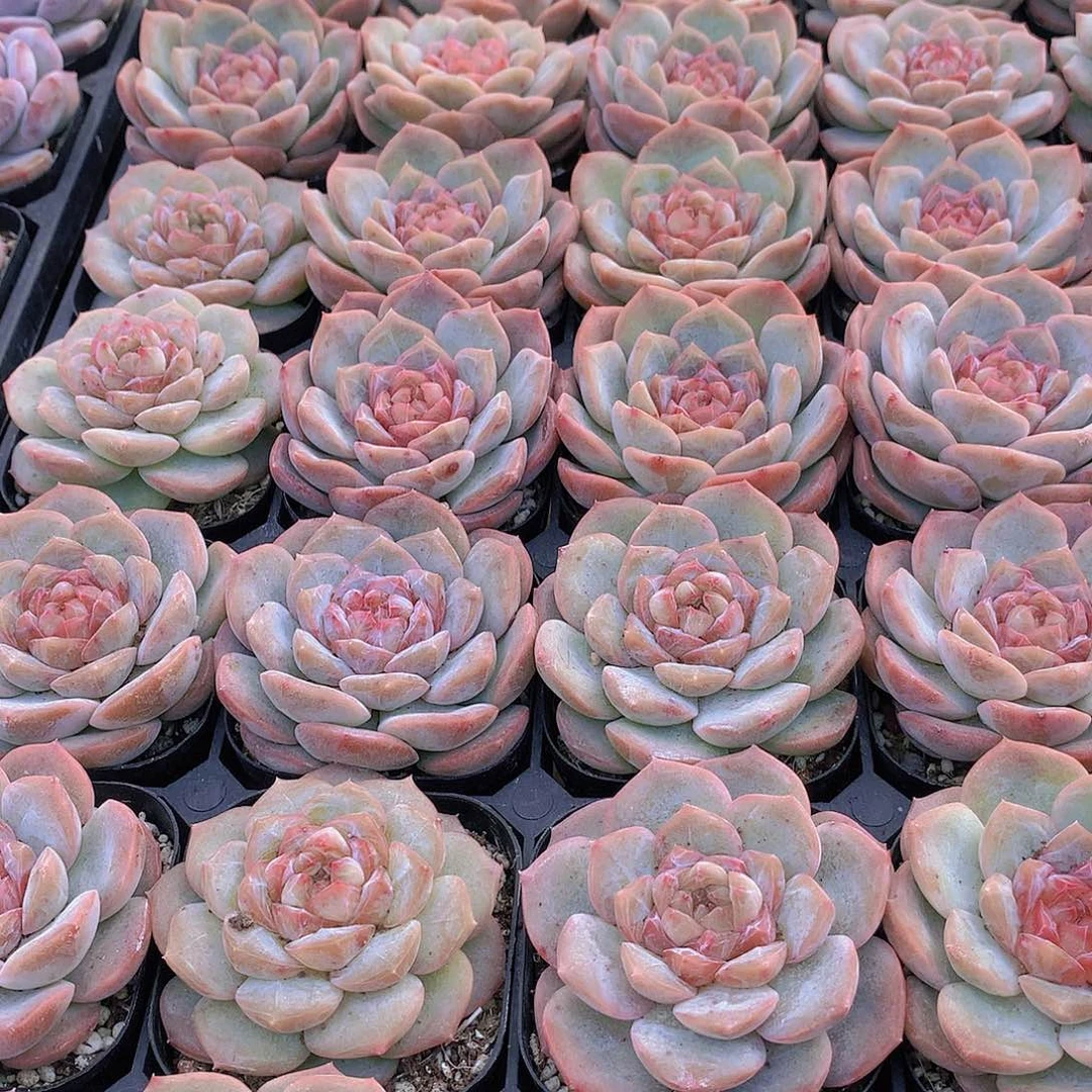 荔枝粉23456788889999