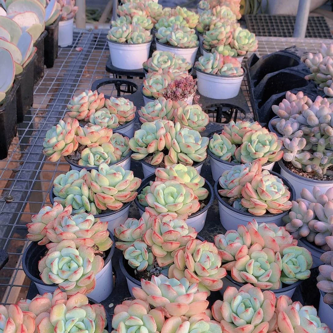 香草碧斯13456788990000