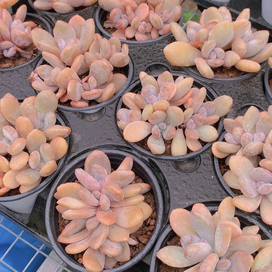 粉兔群捡漏2456788999