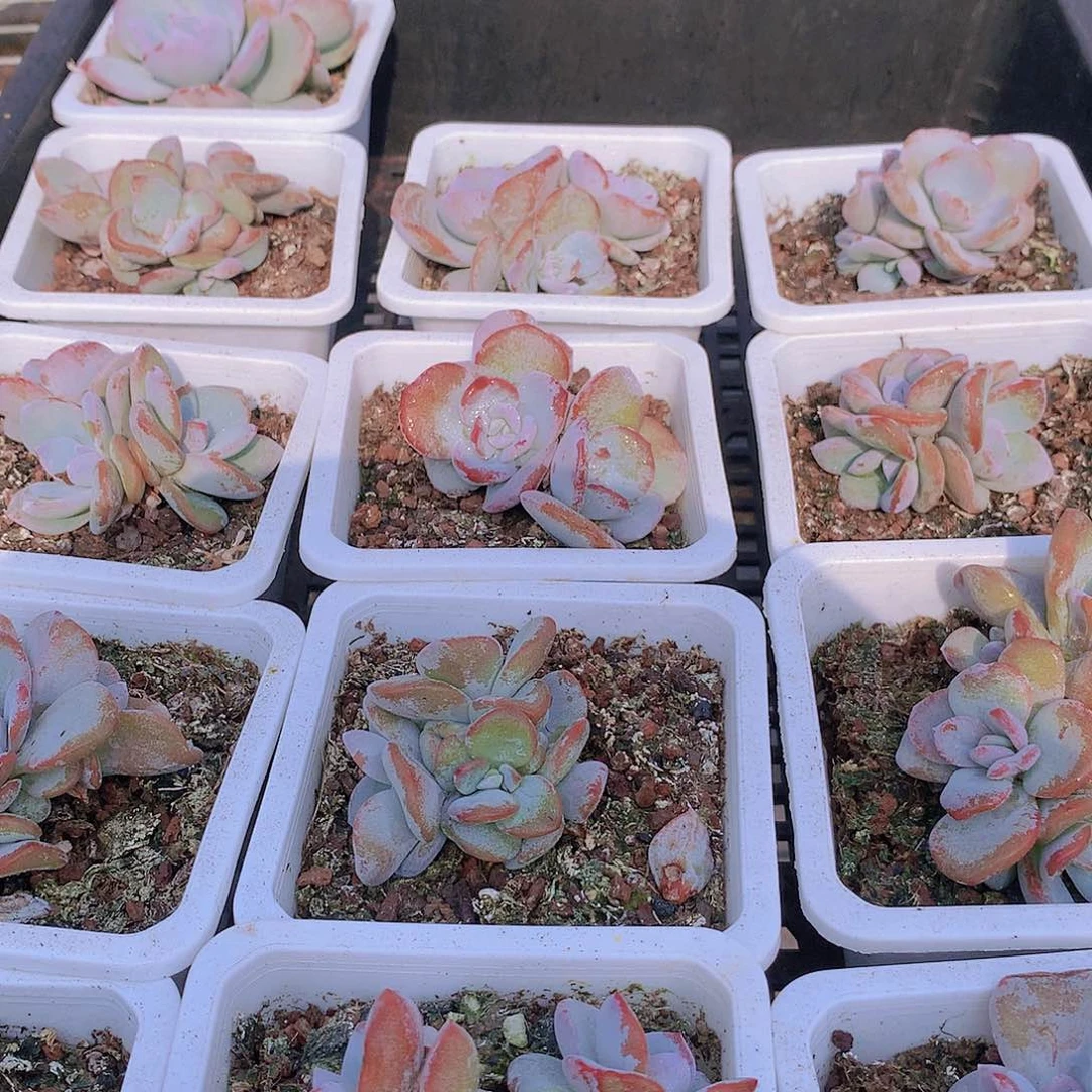 三头奶茶234556789990