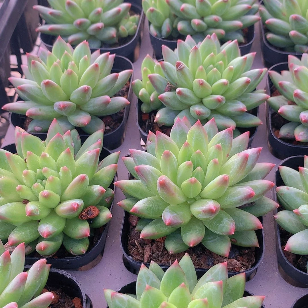 甲骨文235567899990