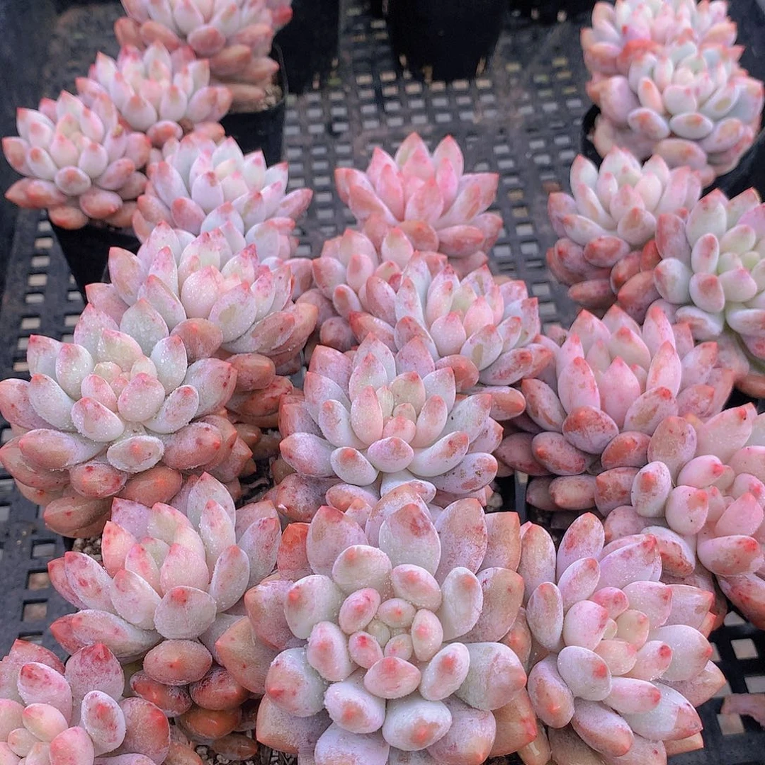 双头美人手指3455677889990