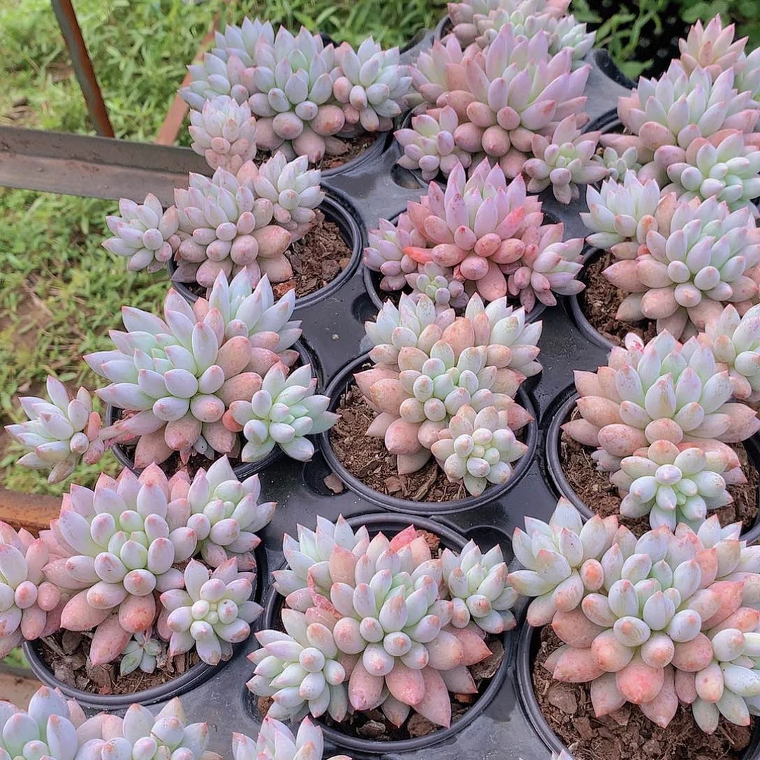 所罗门群2345678889999