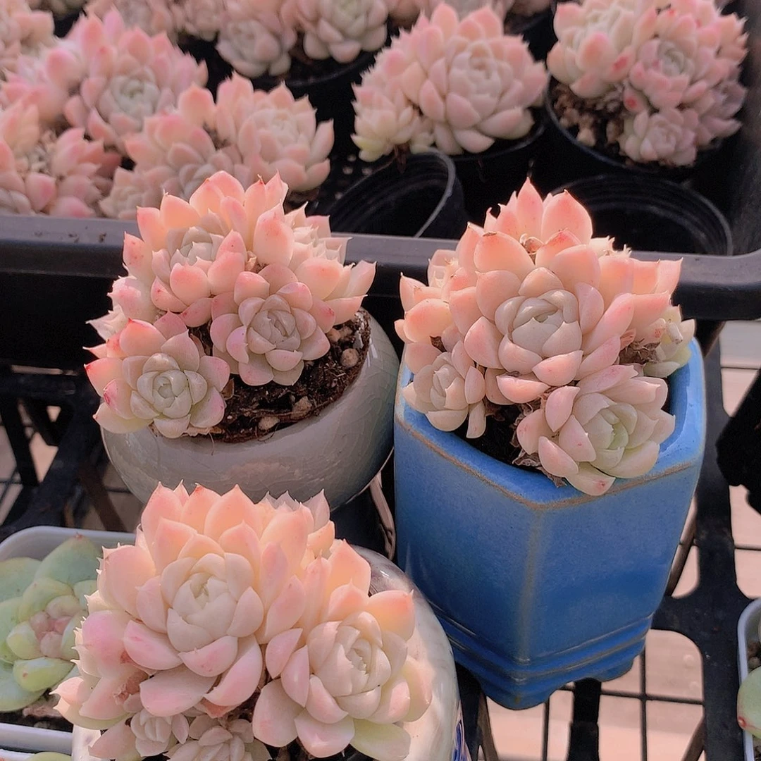 3颗白月影2455677889999