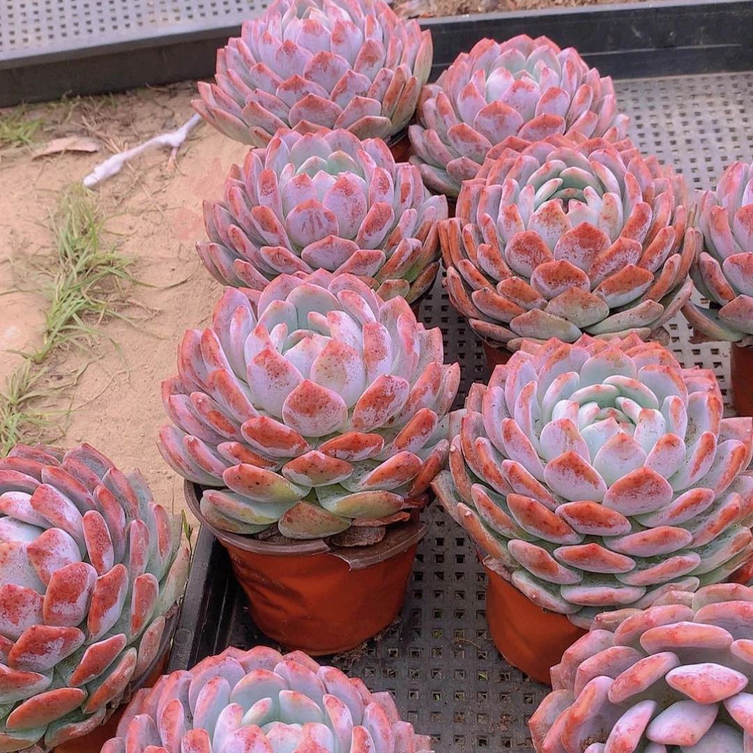 大韩橙2345678899099999