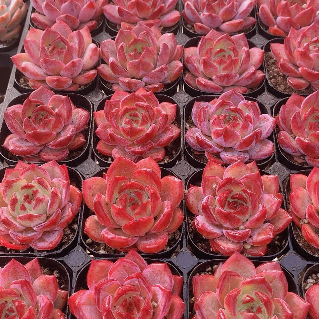 夜魔侠22455677888999