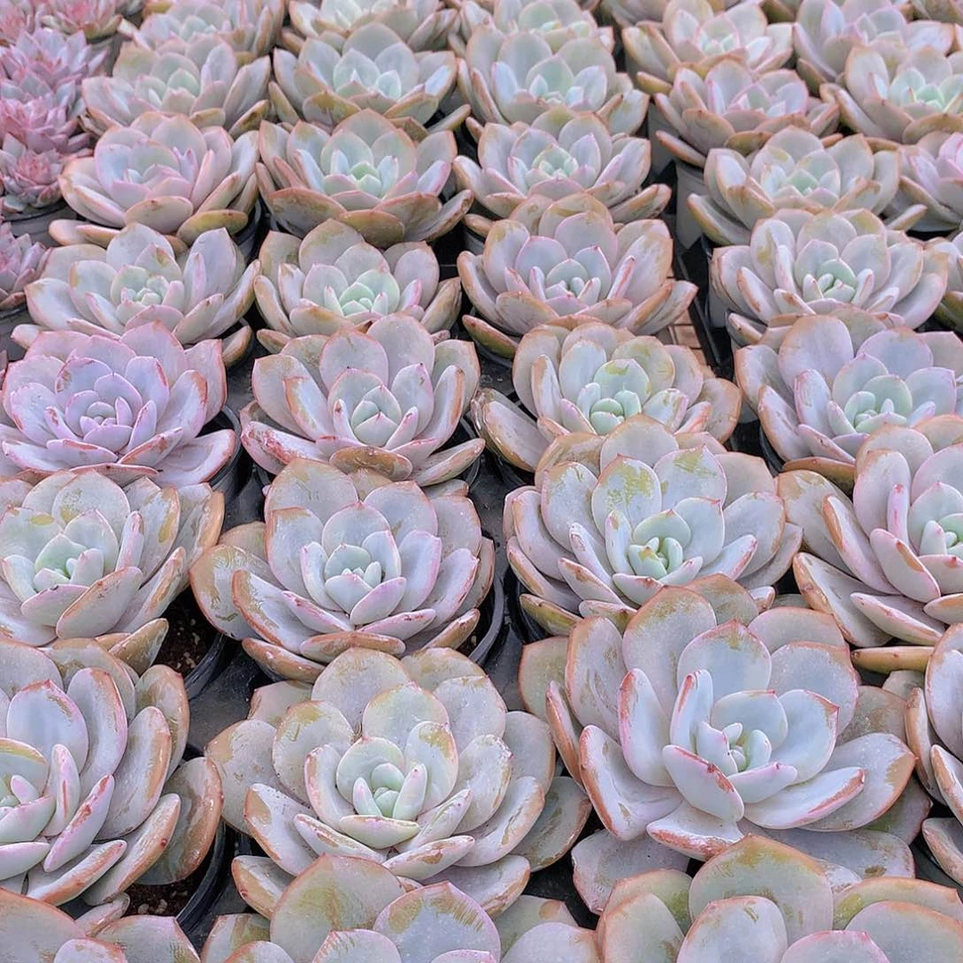 大奶茶23456777776788