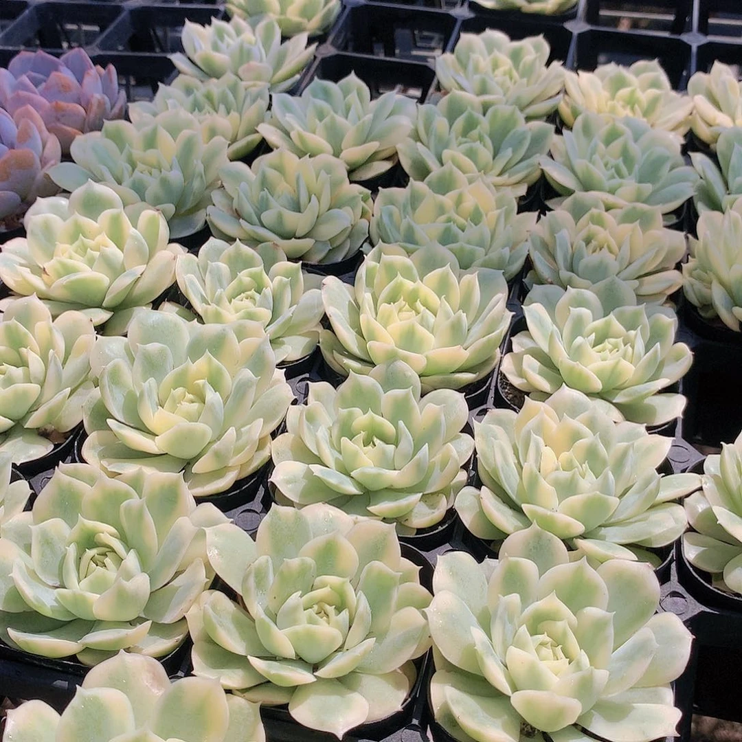昂斯洛锦2334567778899