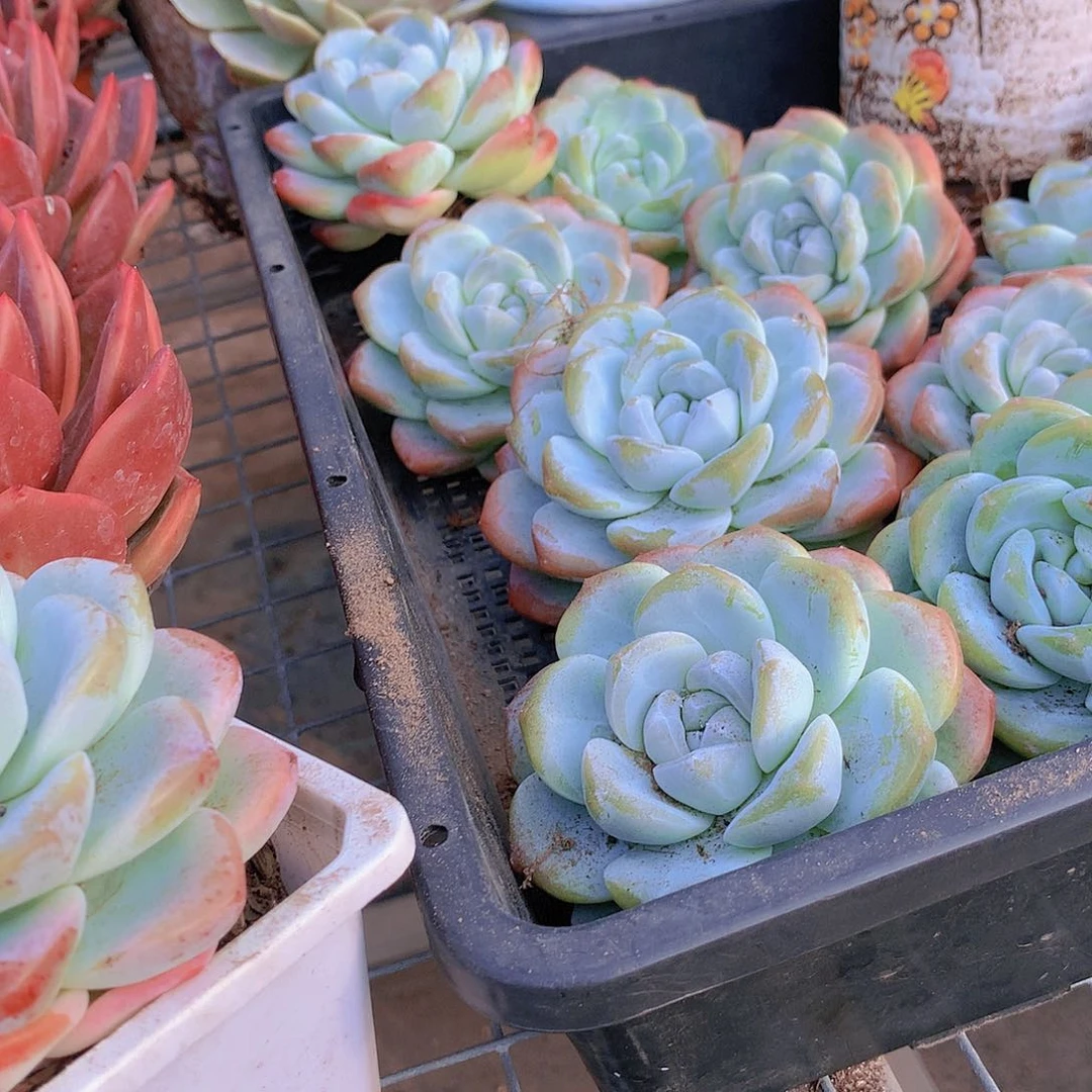 大冰玉23467789900