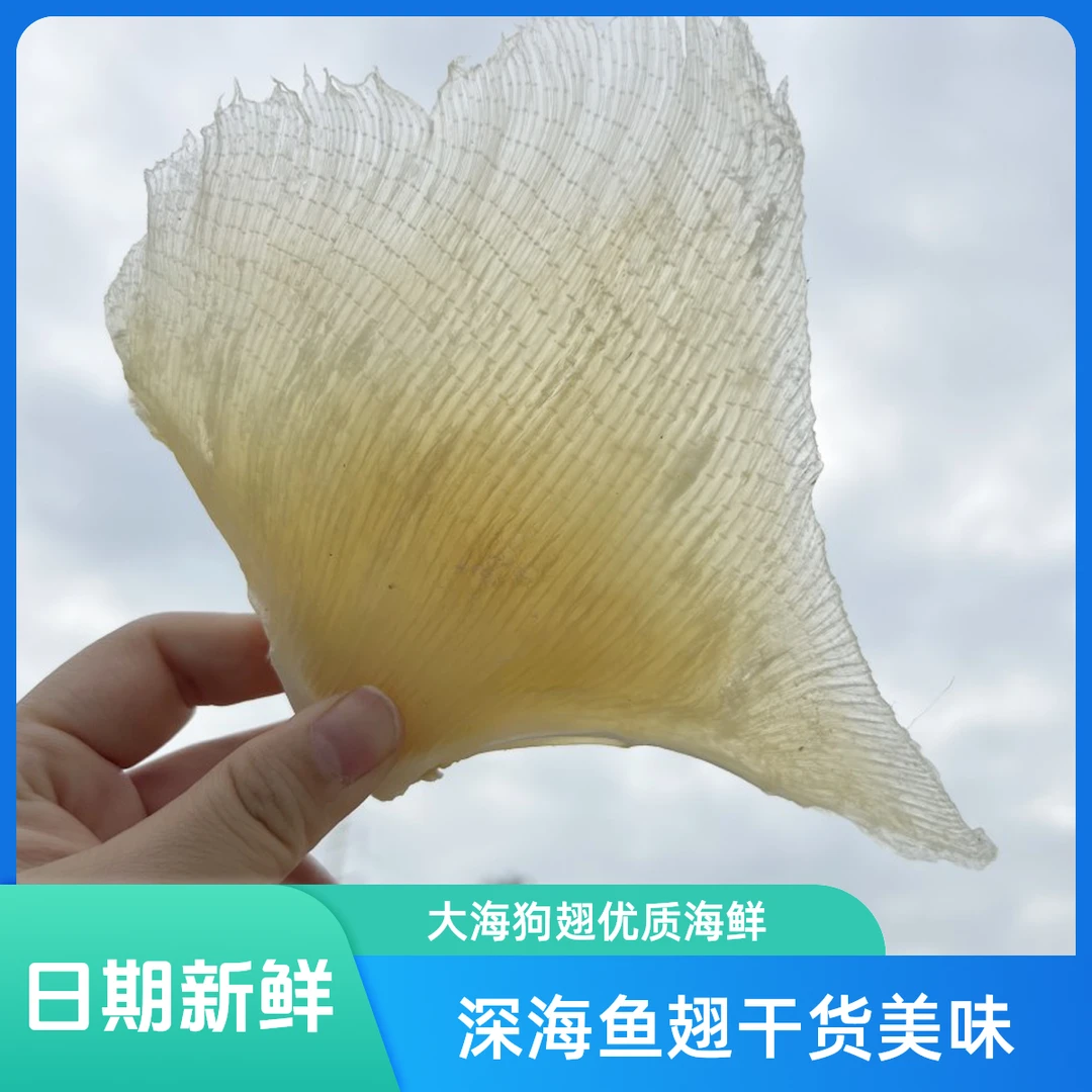 深海鱼翅干货大海狗翅鱼刺翅煲汤海鲜干货日料烧烤鳐鱼翅