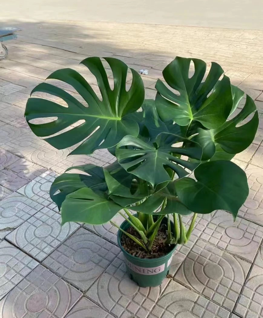 龟背竹大叶龟背竹四季长青绿植植物阳台卧室客厅办公室