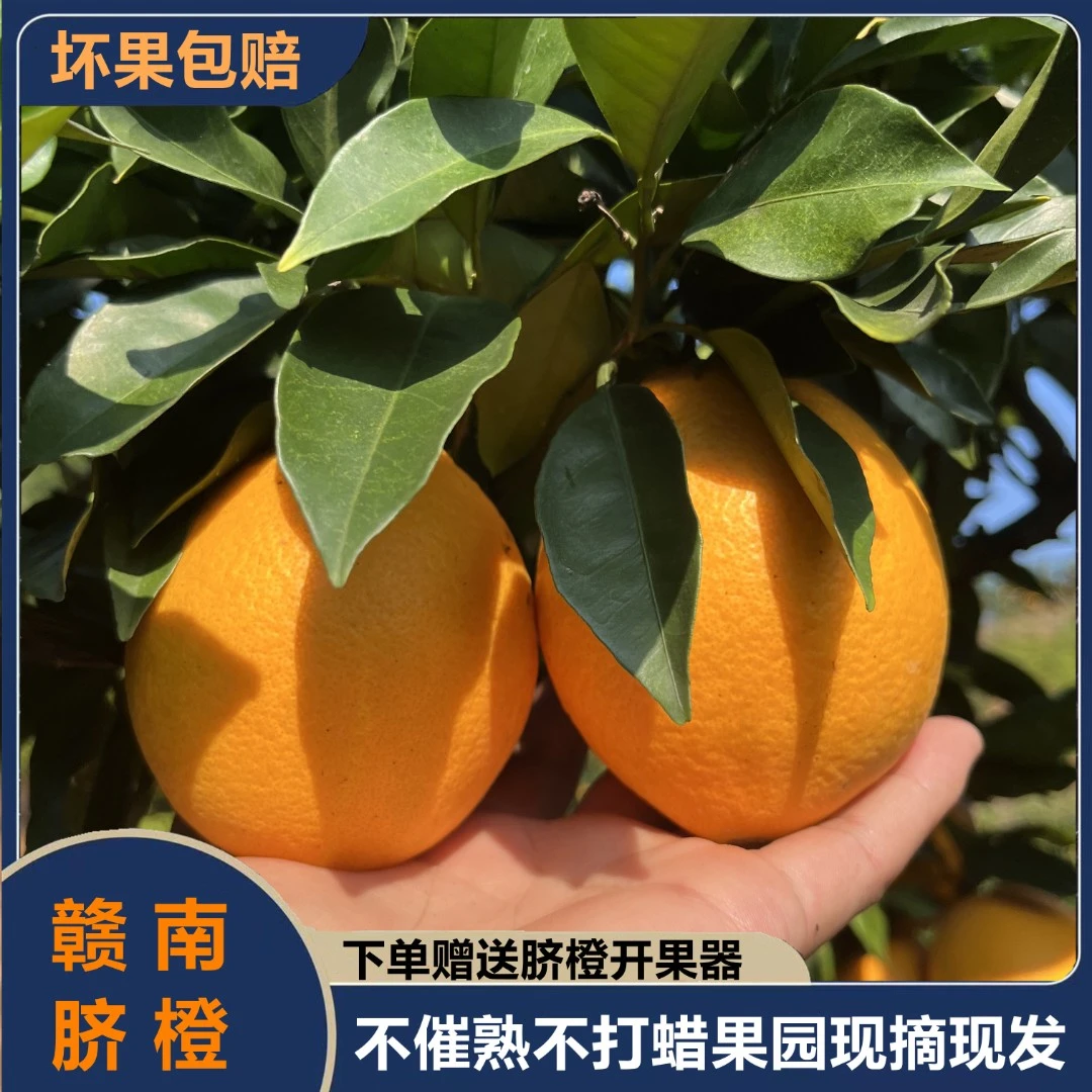 正宗江西赣南脐橙现摘现发超甜水果赣州酸甜种植新鲜橙子赣南脐橙