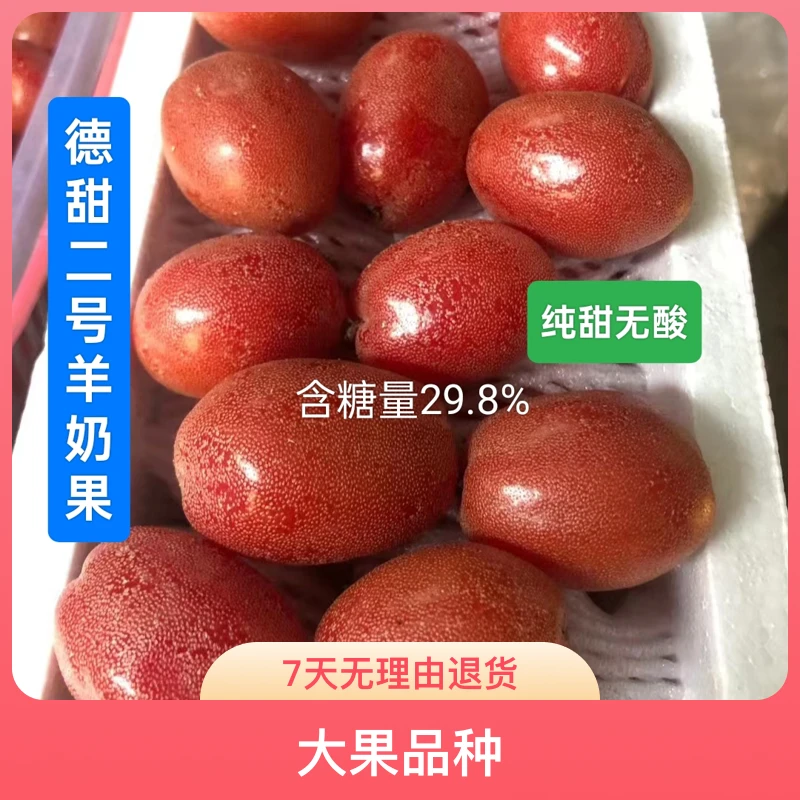 纯甜羊奶果苗果树德甜二号改良新品种果大庭院阳台种植羊奶果树苗