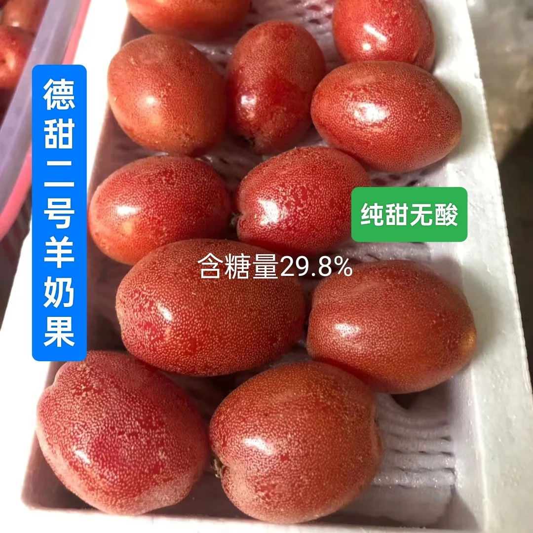 德甜二号羊奶果苗胡颓子苗室内盆栽果树羊奶子野地瓜羊奶果树苗