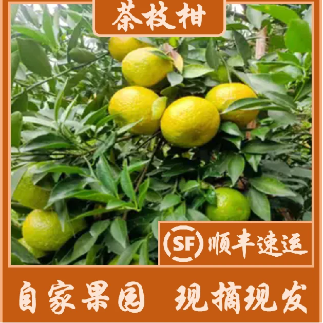【2024年小青柑，二红/大红果，广西浦北茶枝柑陈皮，陈皮】
