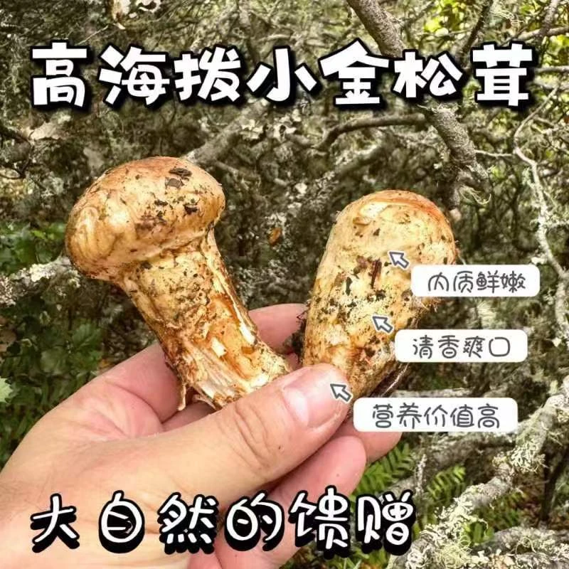 高海拔小金松茸（特产）（胶）
