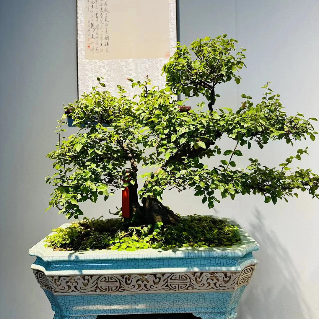 一物一拍--老桩好养室内外点缀空间雀梅