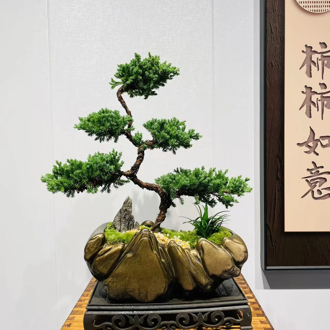 日照金山造型盆 五层珍柏 +250长方座4/12