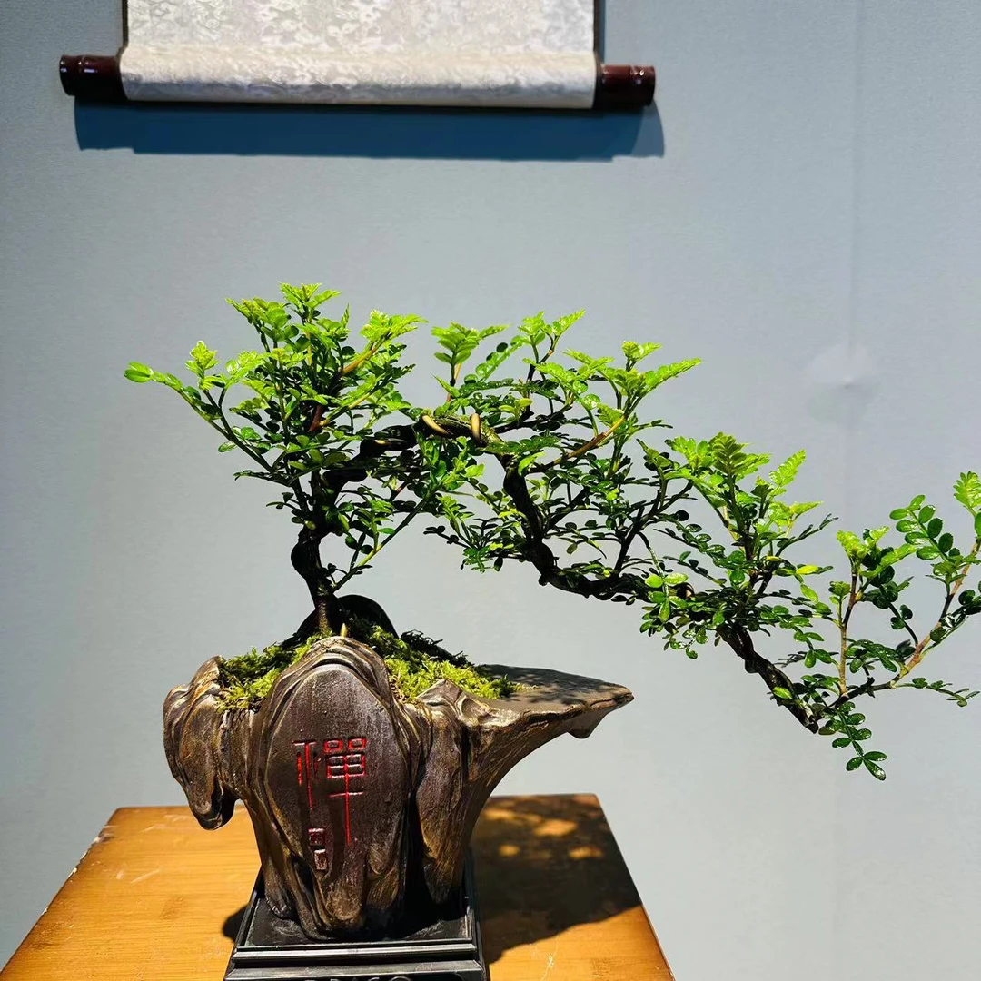 樽禅倒山盆双飘枝清香胡椒木+155长方座
