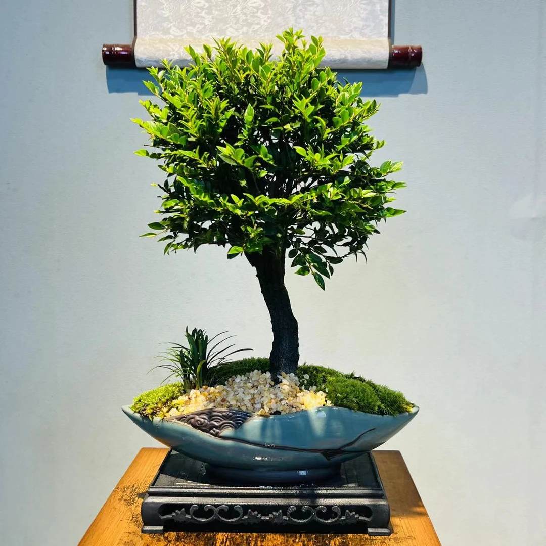 HY聂云(1)哥窑盆老桩独杆大冠幅紫檀黑古茶+225长方座
