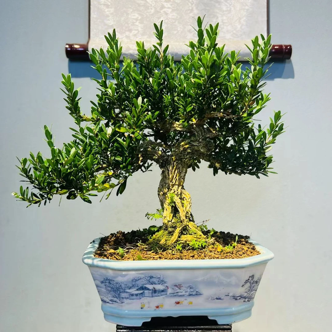 一物一拍 手绘盆造型老桩黄杨