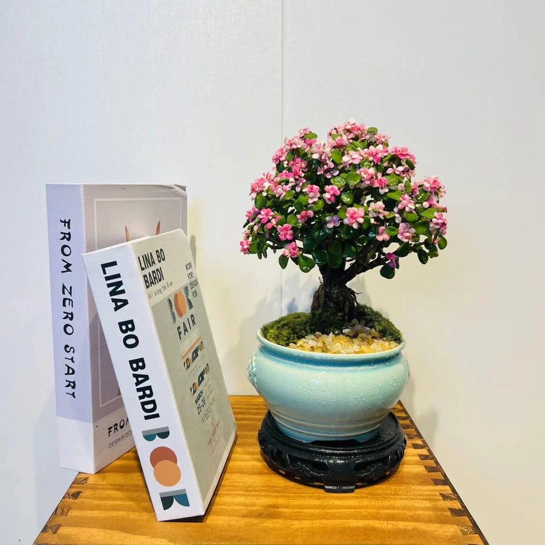 ZF老桩棒棒糖金枝玉叶+接水盘