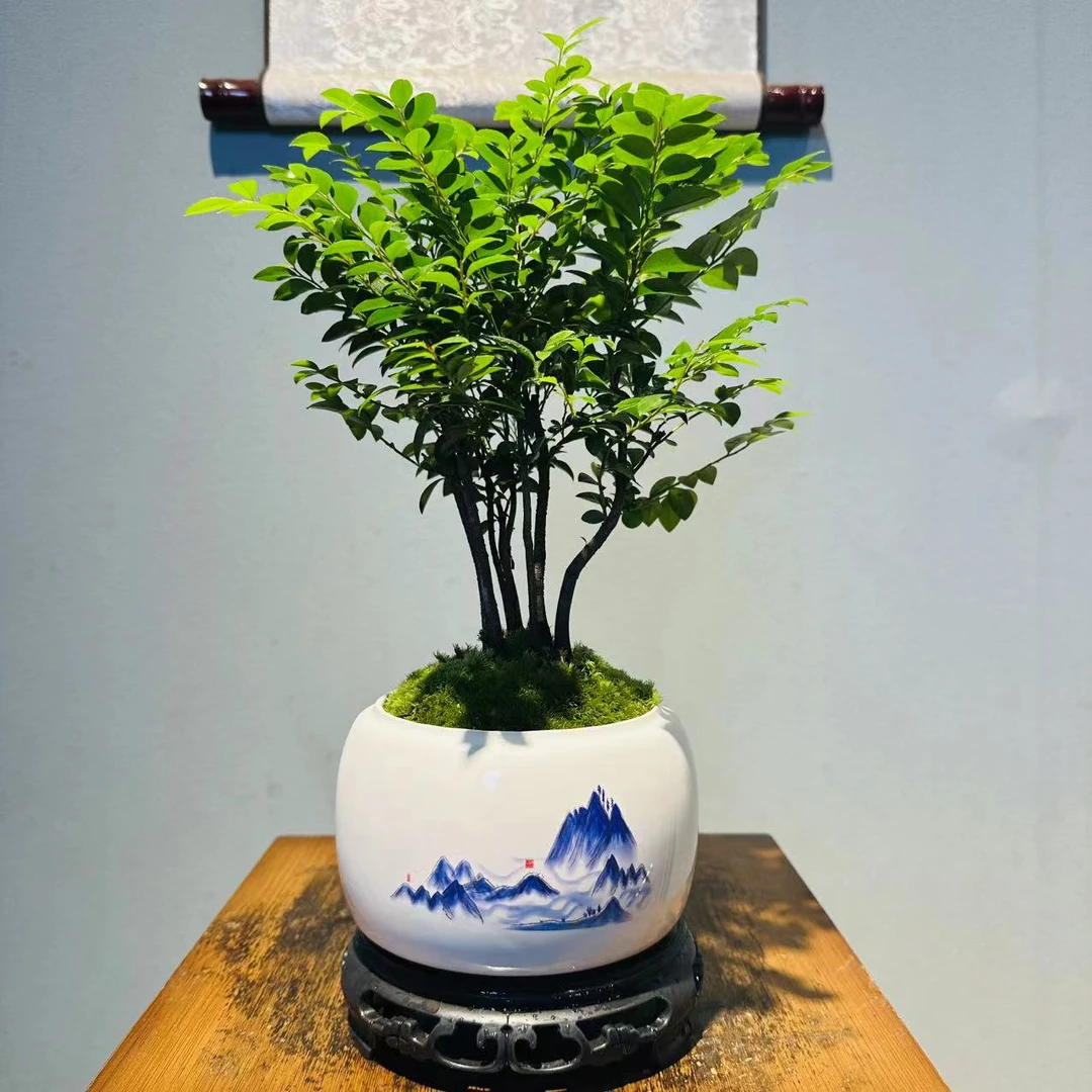 NX水墨白陶瓷小丛林紫檀黑骨茶+130镂空座