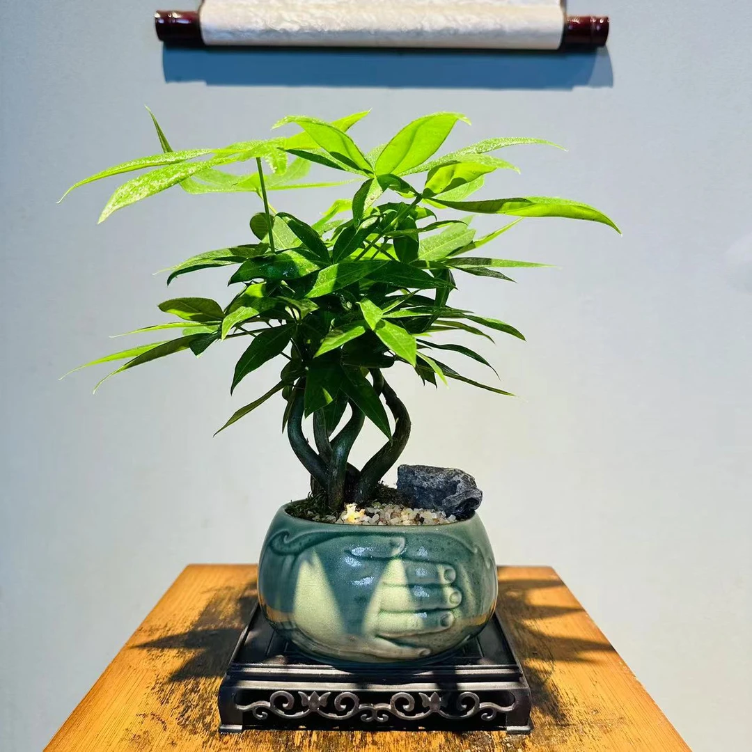 聚财冰裂青瓷小奇趣发财树+155长方座