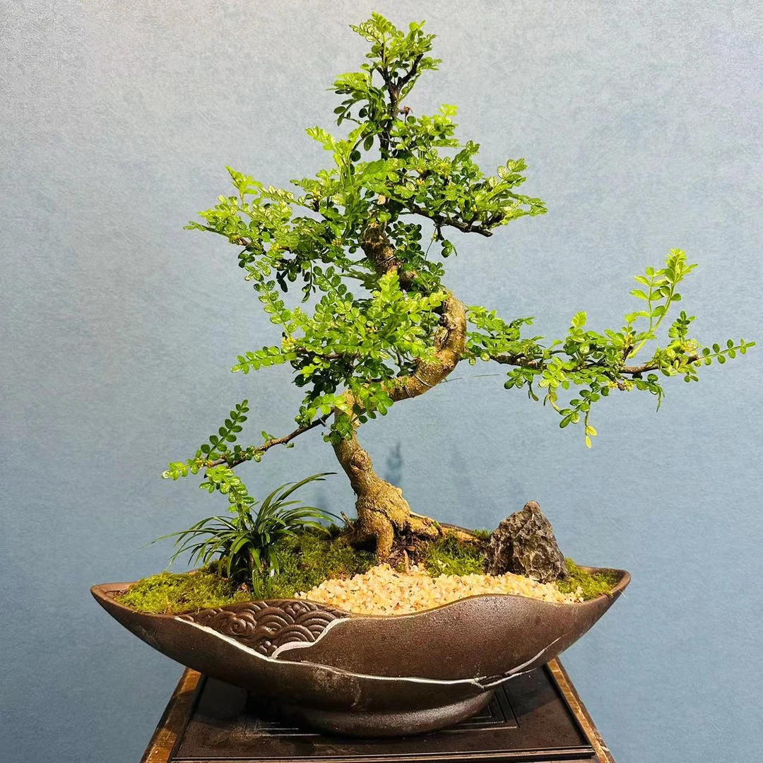 聂云紫砂造型清香胡椒木+250长方座