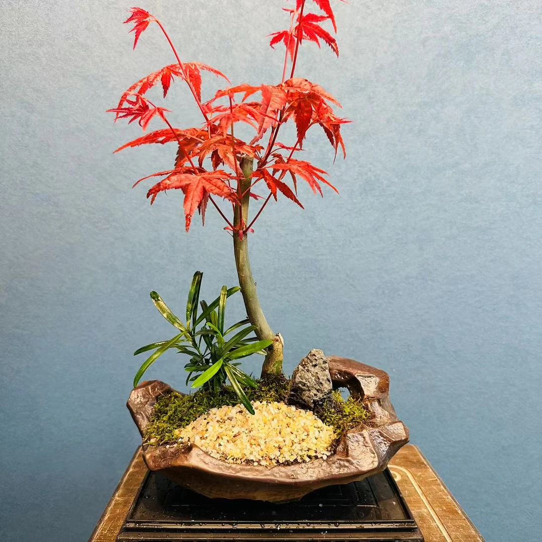星池 小号盆 单杆造型红枫+225长方座
