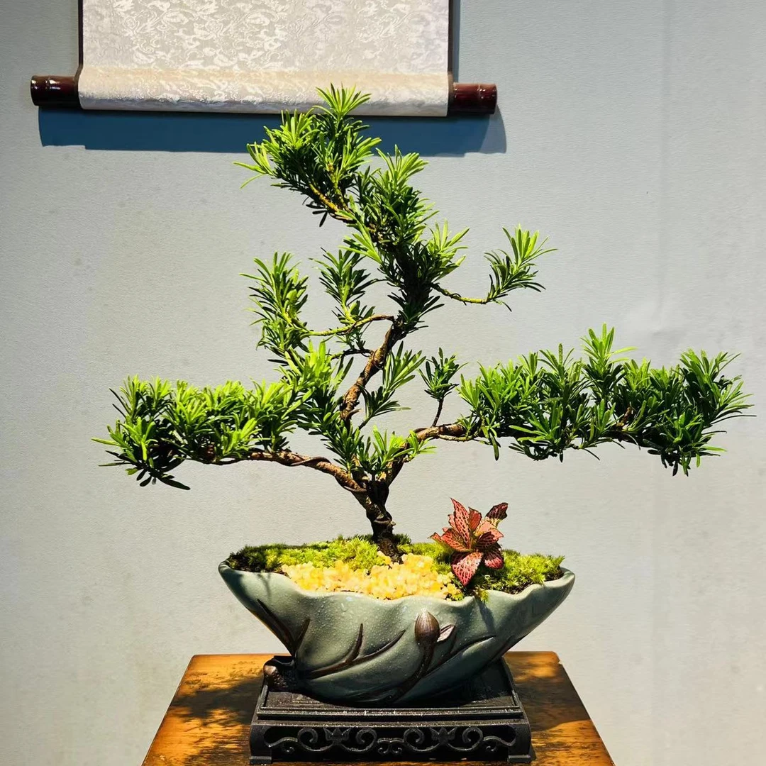 HY莲归（哥窑）造型罗汉松+185长方座