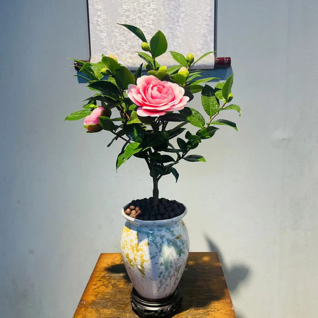 ZF新瓦罐陶瓷盆香妃茶花+镂空做