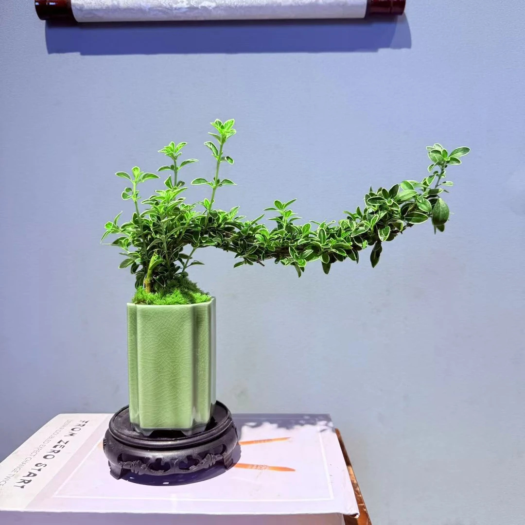 ZF绿色小陶罐冰裂纹小飘枝六月雪小精品桌面室内好养易活开花8/13