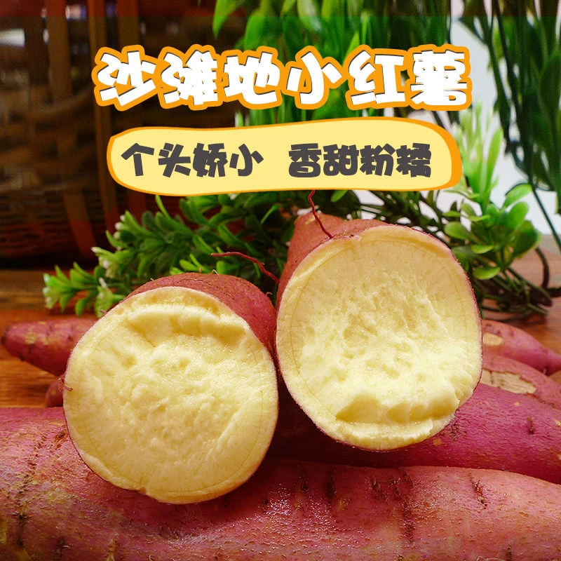 现货现发农产品陕西临潼沙地板栗红薯非西瓜红蜜薯3斤5斤9斤包邮
