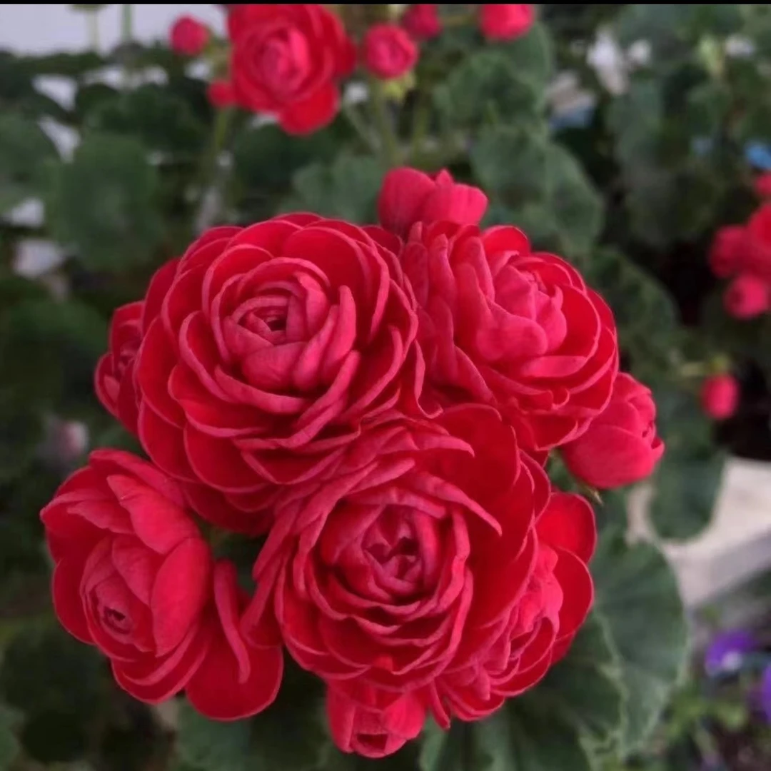 万岁玫瑰——重瓣玫瑰花蕾——中苗发货带花苞