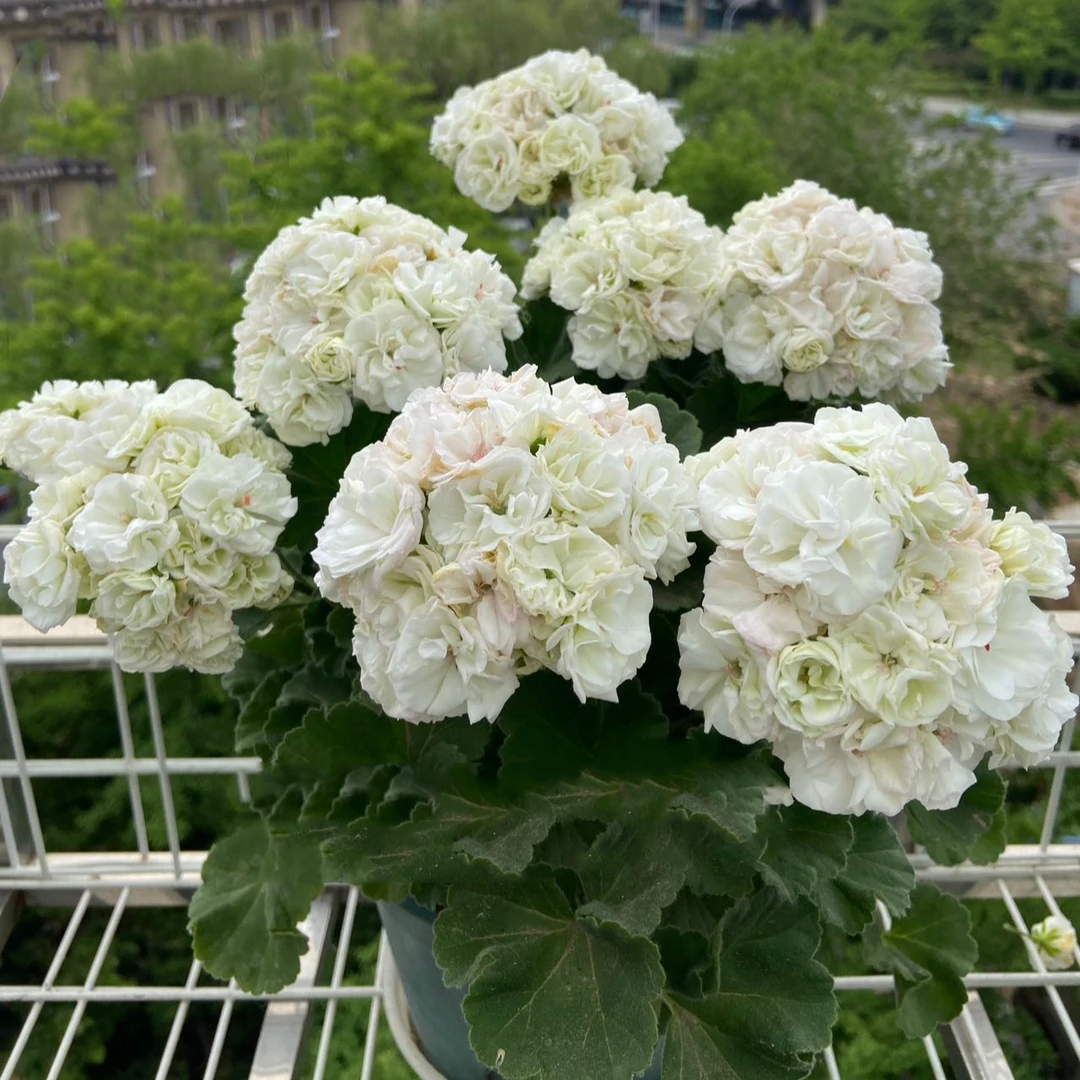 直立白珍珠——超重瓣纯白色系中苗发货带花苞