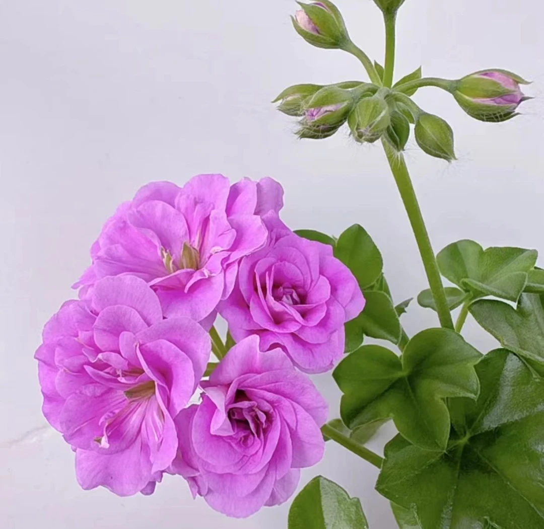 垂钓夏日玫瑰——重瓣品种—中苗发包对版